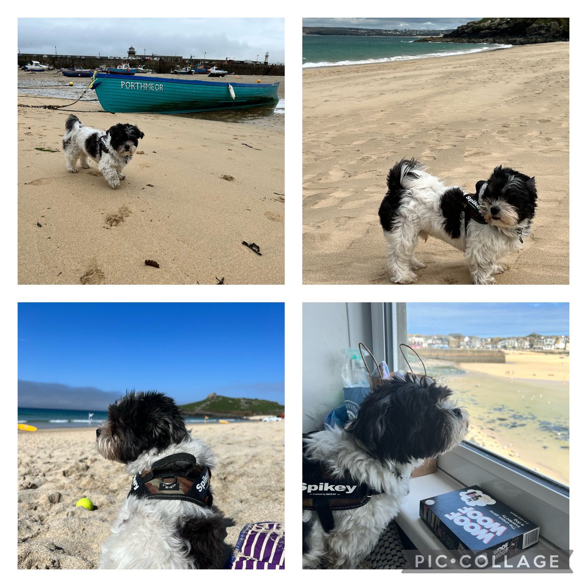 Dutchcat17's tweet image. Pals, best thing ever! I went on holiday! All the way to the UK 🇬🇧 And I LOVE the beach! Human was a bit obsessed with something called “the view” 🤪 I was so well behaved that we might do it again! #DogsOfTwitter #StIves 🐾