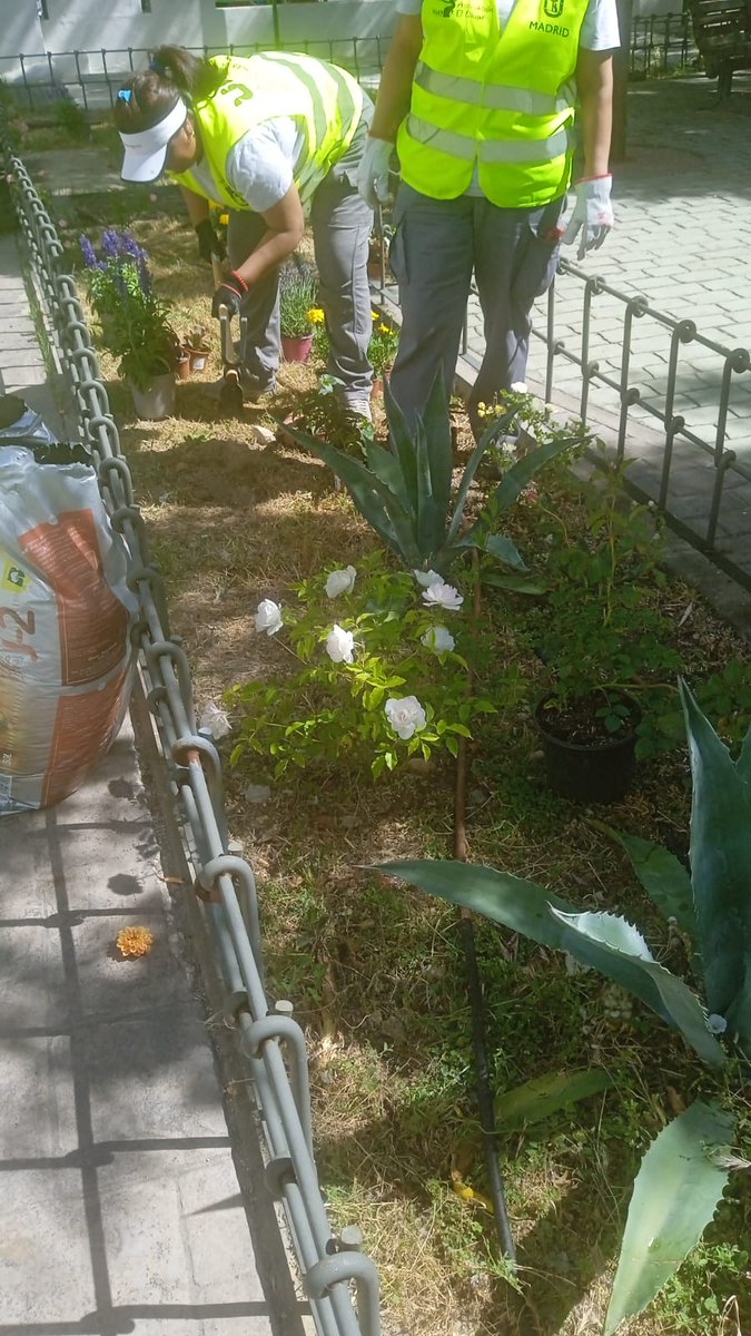 UDCCiudadLineal's tweet photo. Hoy estamos en el CMM Manuel Alexandre llenando de primavera el jardín , flores que acompañarán mañana la fiesta de San Isidro que se celebrará en el centro para mayores de todo Madrid. ¡Feliz día¡ https://t.co/hotYfxb8Dv