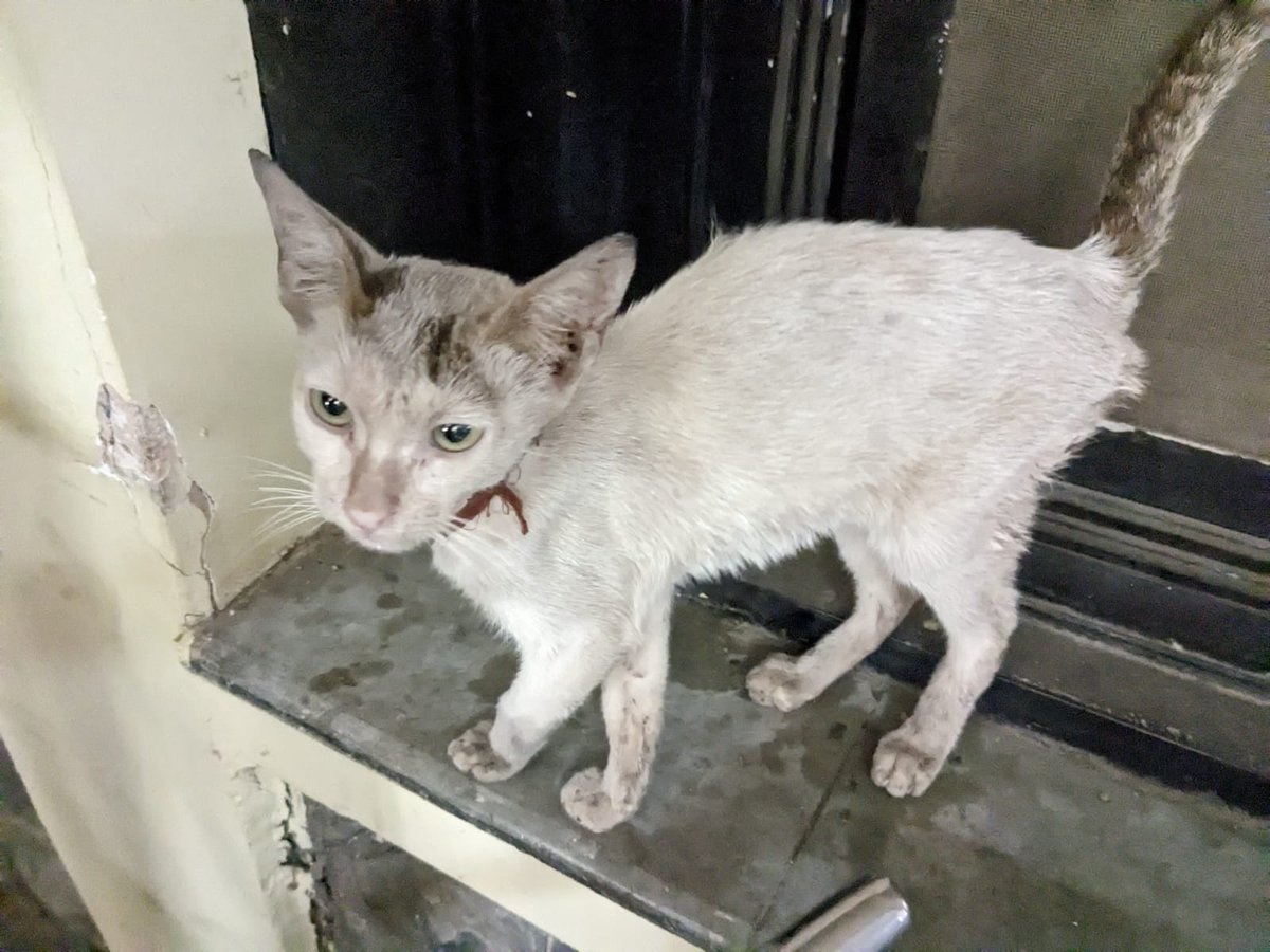 psypherpt4's tweet photo. I put my heart and soul nursing this baby back to health when she had almost zero chances or survival. I cannot take her with me and I cannot leave her on campus. Please please please consider adopting her. PLEASE.  These are her before and after photos. https://t.co/n3timM1DLE