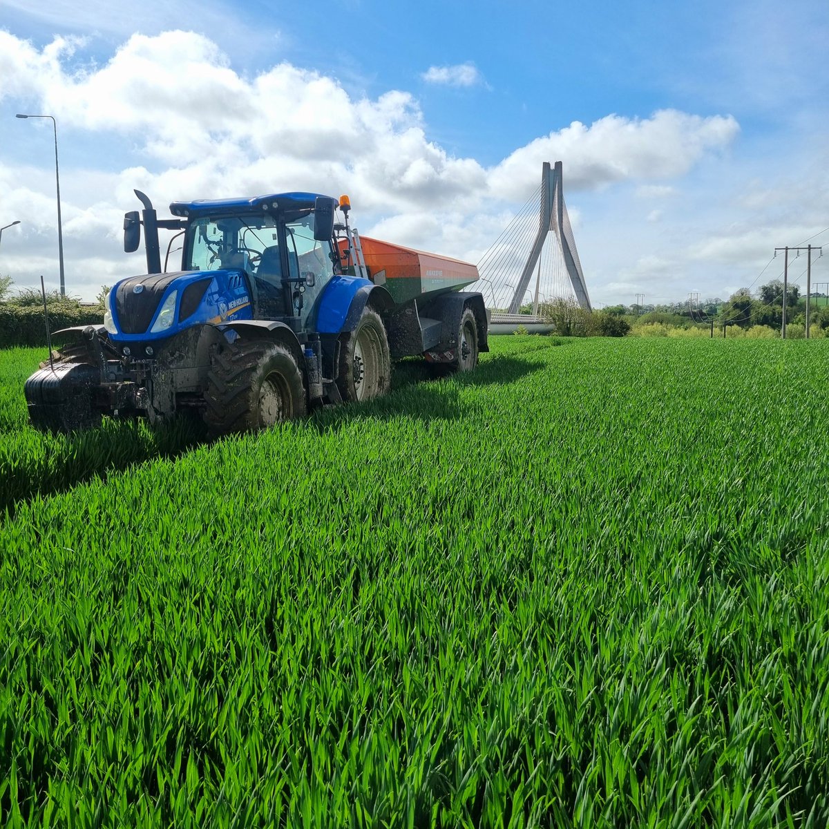 Top dressing Shearhead winter wheat🤩 #Whytebros