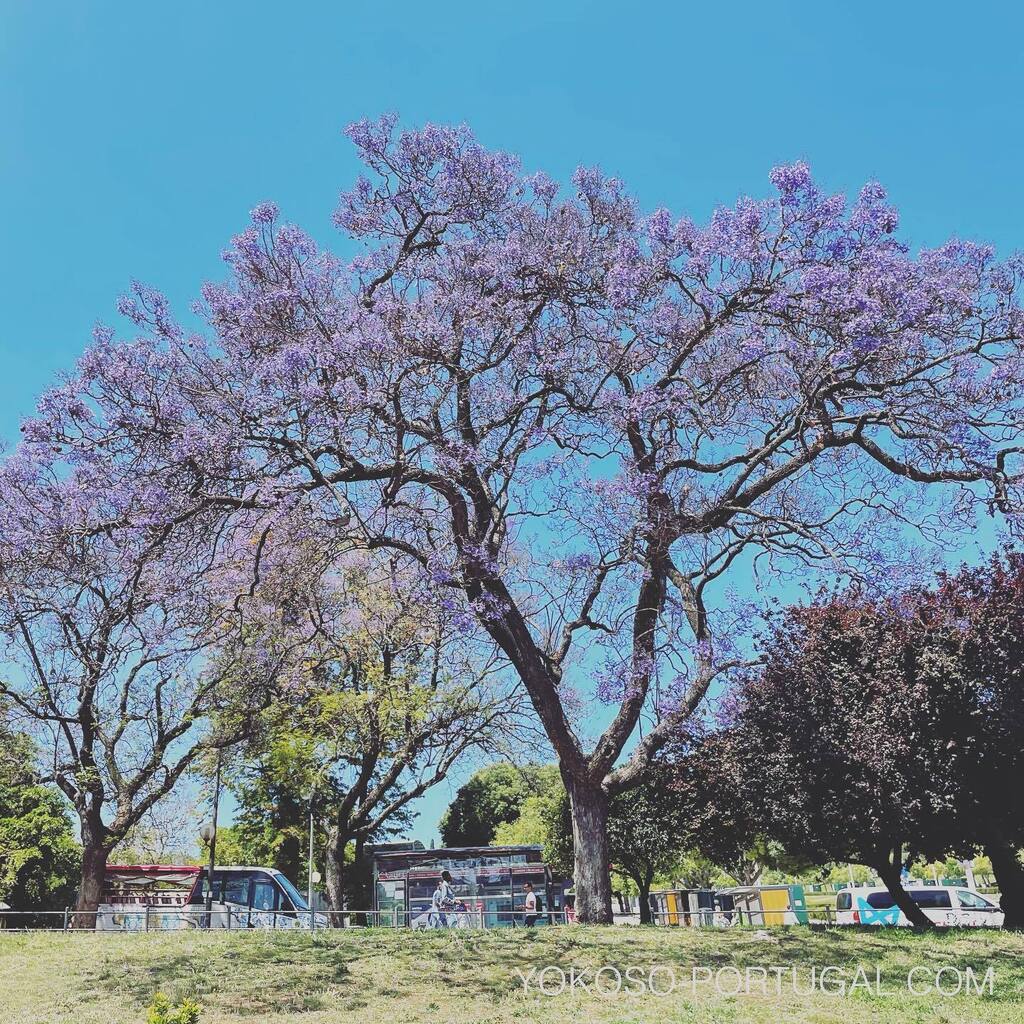 test ツイッターメディア - エドゥアルド7世公園のジャカランダ。3分咲きくらいです。　#リスボン #ポルトガル #ジャカランダ https://t.co/IMIfRZqoaD
