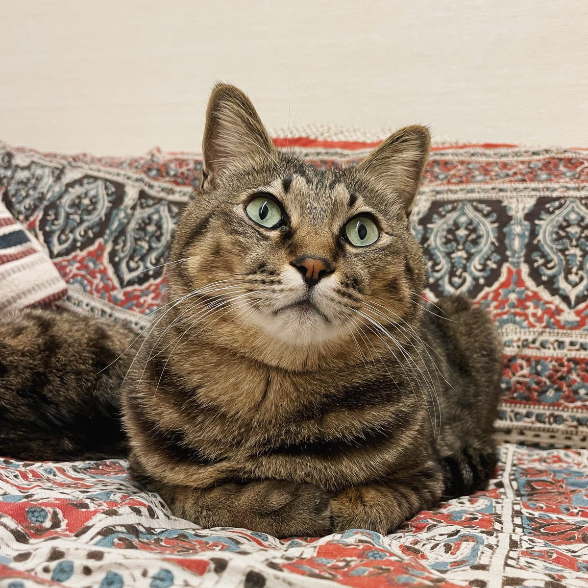 Nyanco_TV's tweet photo. たぶんなんにも考えてません😸 https://t.co/JeiNYgdN83