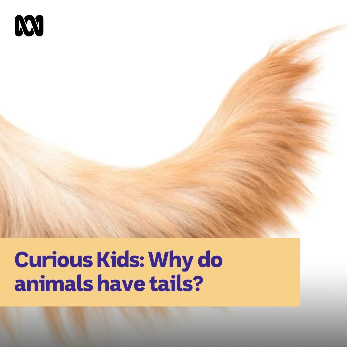 In this article, an expert explains some of the many ways #animals use their #tails, from balancing as they walk to attracting a mate! abc.net.au/education/curi… #CuriousKids