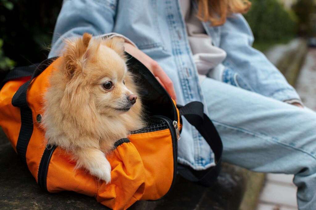 #MascoTips Descubre los mejores bolsos para perros y elige tu favorito ift.tt/UXsRQvc