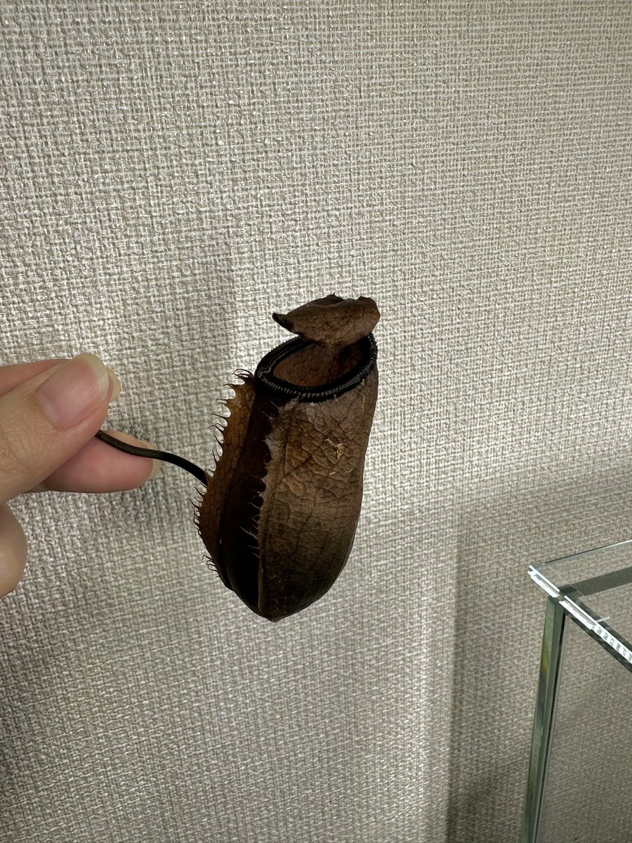 chakobu_is_pen's tweet photo. テラベースの手入れおしまい。
伸びてきた苔を刈ったけどもう少し短くしてもよかった気がする。
光が当たり辛いところは苔も細く伸びているので今週は前後入れ替えて置いてみて様子見。
ネペンテスが一つ枯れたので記念に保管。
#テラベース
#TERRABASE https://t.co/vPTdihlLLO