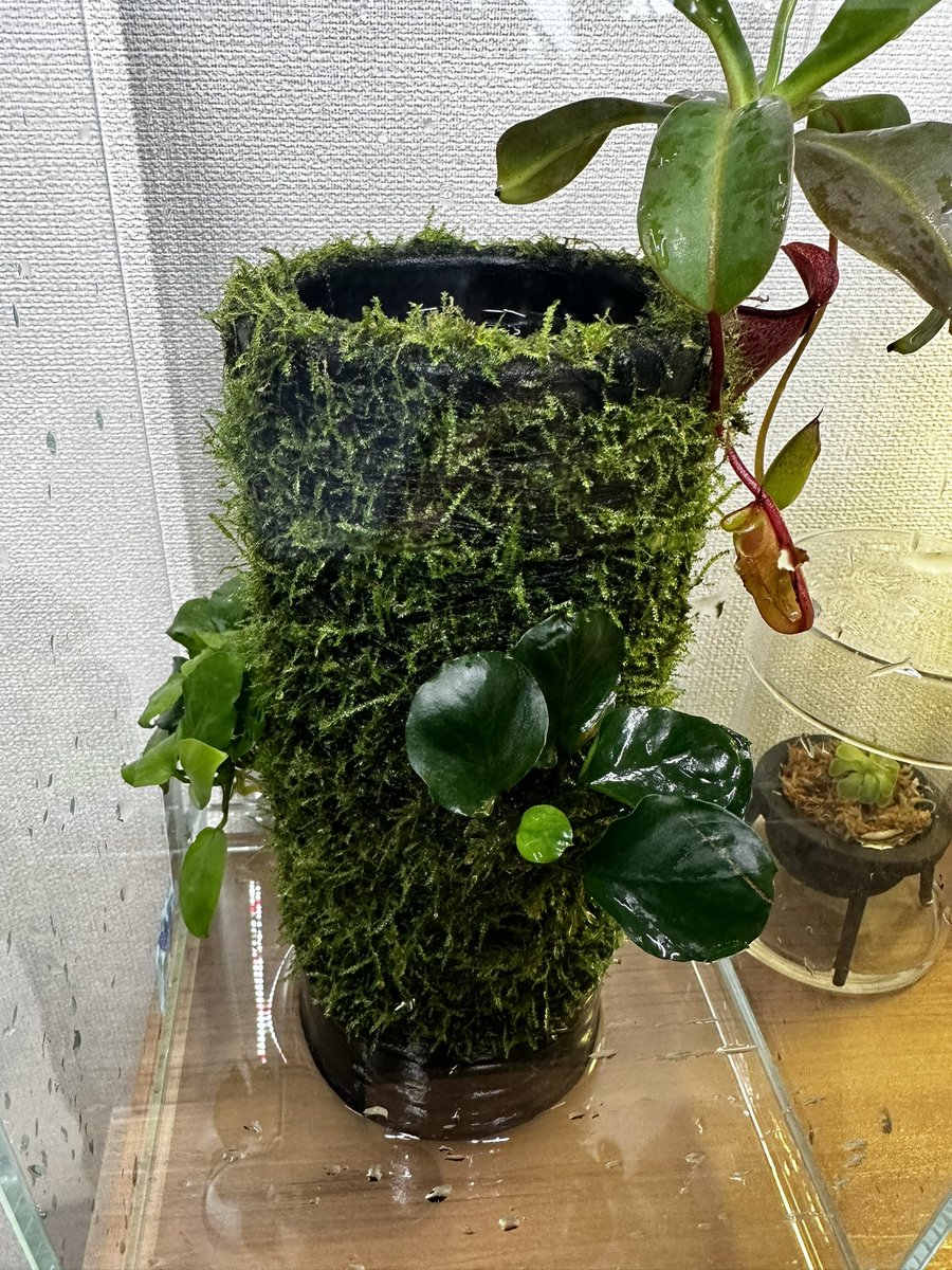 chakobu_is_pen's tweet photo. テラベースの手入れおしまい。
伸びてきた苔を刈ったけどもう少し短くしてもよかった気がする。
光が当たり辛いところは苔も細く伸びているので今週は前後入れ替えて置いてみて様子見。
ネペンテスが一つ枯れたので記念に保管。
#テラベース
#TERRABASE https://t.co/vPTdihlLLO