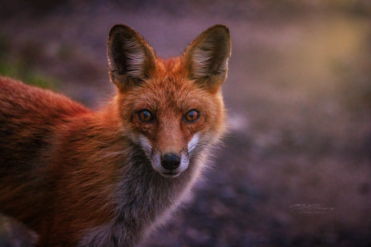 Hi my peeps! Who likes #animals? I know I do! 🙋🏽‍♂️
Share your #animalshots!
Here’s a gorgeous #fox that you may have seen my video of from last week! I was NOT expect this cutie to come so close to me. But I love the shots I got! #redfox #foxy 🦊 
Like/Comment & #Retweet your favs!