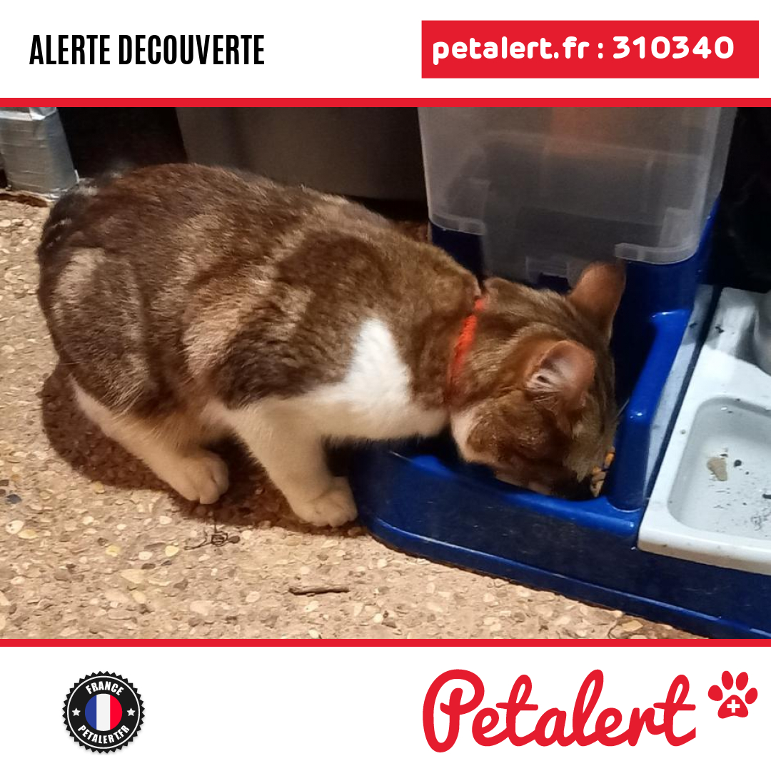 petalert_france's tweet photo. Trouvé #Chat #SaoneEtLoire #SaintClementSurGuye #Petalert  #PetAlert71 / https://t.co/VESvRxBVtL https://t.co/L43PfCt9Gb