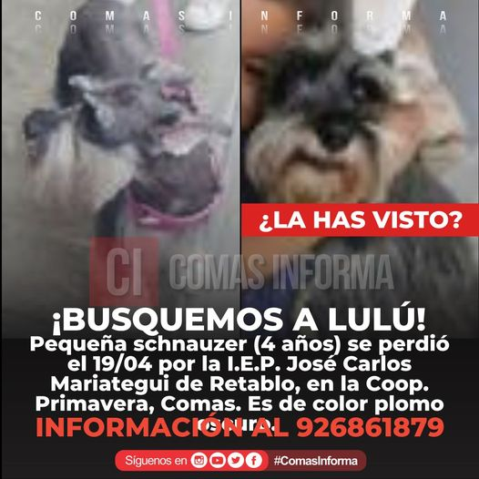 ComasInforma's tweet photo. 📷 #Aviso | #SeBusca | #MascotaPerdida
ENCONTREMOS A LULÚ
¡Ayúdanos a encontrarla! Esta pequeña se perdió en la Urb. Coop. Primavera, #Comas. Su pequeña dueña está muy triste. Cualquier #Información sobre su paradero al 926861879.
#ComasInforma 📷 #Noticias #Comparte https://t.co/A10MNBbfpy