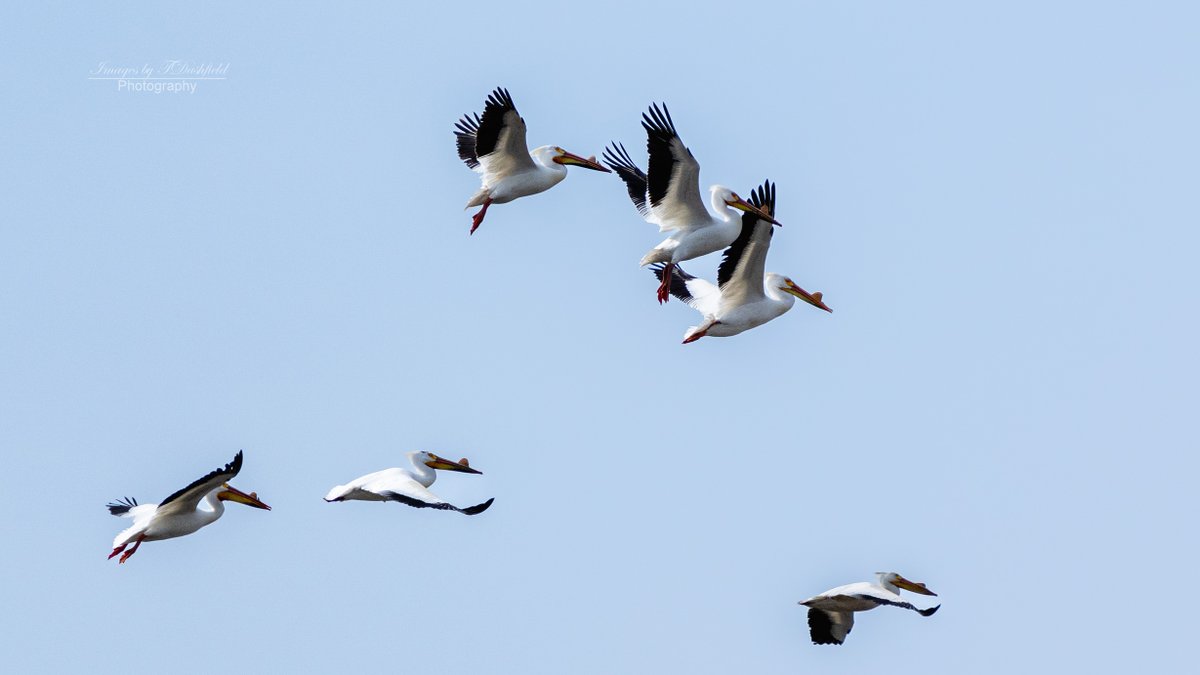 A flock of American White Pelicans flying overhead at Magee Marsh, Ohio. This time I remembered I had my camera in hand (unlike with the eagle!) #birdphotography #naturephotography #ohiobirding