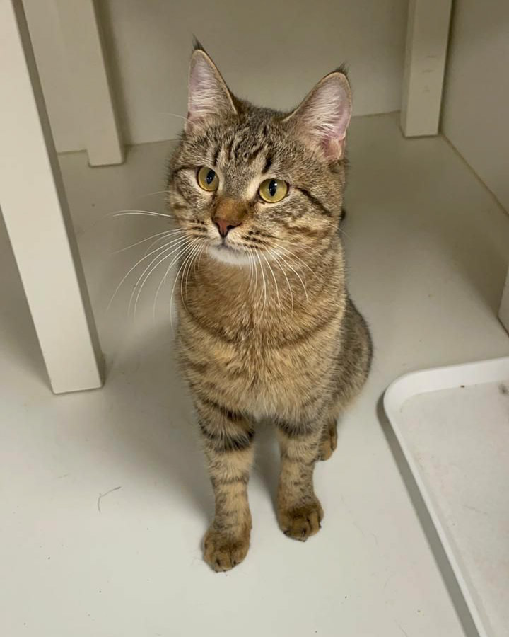 zverikivdar's tweet image. #Москва
Котик - медвежонок Джеммик ищет дом! ❤️🏡
Невозможно ласковый зверь! Он вас зацелует и залюбит! Ему 1 год, к лотку приучен, любит покушать) и поиграть!
Ему очень хочется быть с человеком, он подарит вам очень много тепла и ласки! 
🐱 8-962-909-10-32 Светлана