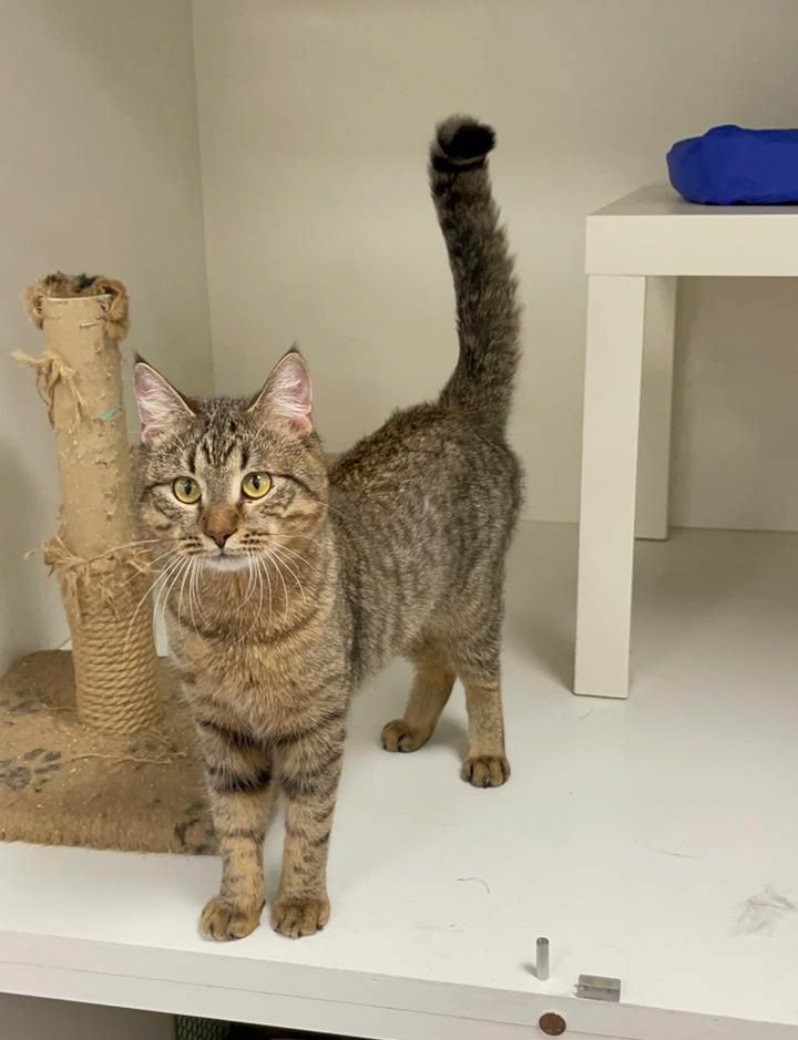 zverikivdar's tweet image. #Москва
Котик - медвежонок Джеммик ищет дом! ❤️🏡
Невозможно ласковый зверь! Он вас зацелует и залюбит! Ему 1 год, к лотку приучен, любит покушать) и поиграть!
Ему очень хочется быть с человеком, он подарит вам очень много тепла и ласки! 
🐱 8-962-909-10-32 Светлана