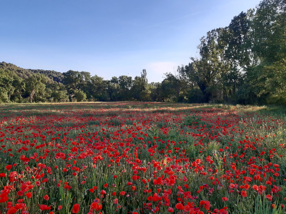 #NaturePhotography blooming #poppies field  #StormHour #ThePhotoHour @StormHour @ThePhotoHour #NatureBeauty #naturenow