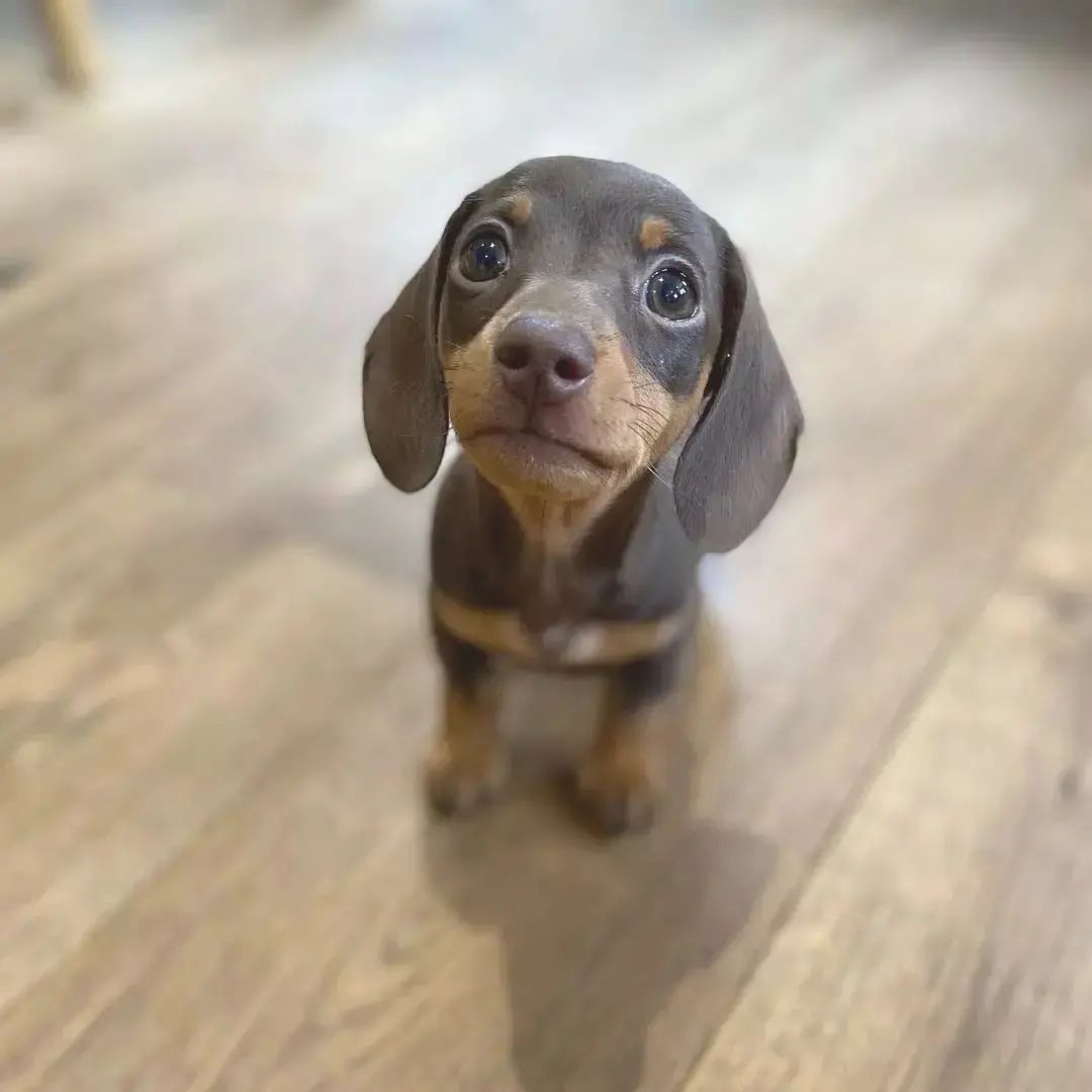 Alyssa_Anna19's tweet photo. #dachshund #dachshundsotwitter #dachshundlove #dachshundpuppy #dachshundoftheday #miniaturedachshund #minidachshund #dachshunds #dachshundappreciation #dachshundlife #dachshundsonly #dachshund_love #dachshunddaily #dachshund_world https://t.co/Y4xoHLeUPV