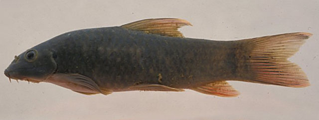Varanussalvator's tweet photo. #FishEponym: Garra rakhinica, a species of labeonine cyprinid described in 2004 from the Yan Khaw Chaung, a stream that is part of the Thade River drainage in Rakhine State in western Myanmar.
https://t.co/dEaCQpKwdN
π·: Sven O. Kullander, Kullander & Fang (2004) https://t.co/YQcyePexuF