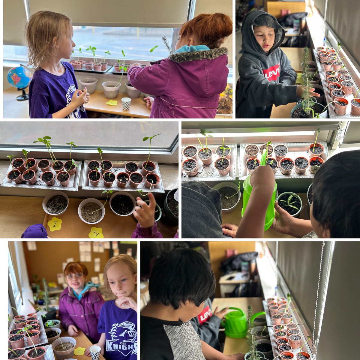 Knights in Mrs. Fraser’s class are thrilled to share their plant cycle learning. It’s been a joy to watch them so invested and working together in their class garden🌍 🪴 💦 🧠 💪🏻