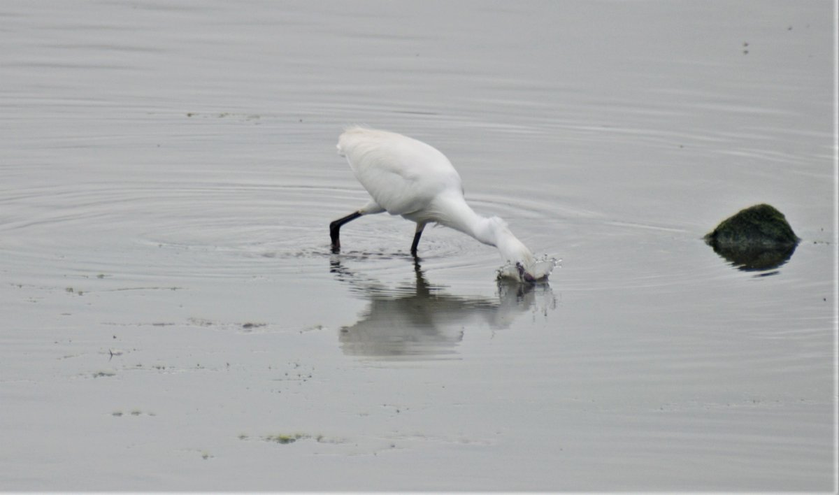 DavidBa41770426's tweet photo. Great little treasure found this weekend, well worth a visit.
Condor Pool near Glasson Dock 
@Fyldebirdclub
@RSPBLancaster 
#ConderPool
#birdwatching 
#LittleEgrets
@Natures_Voice 
@LDBWSnews 
#wildlifephotography 
#lancashire
#birding 
@Lancswildlife https://t.co/OPiYwm5u4g