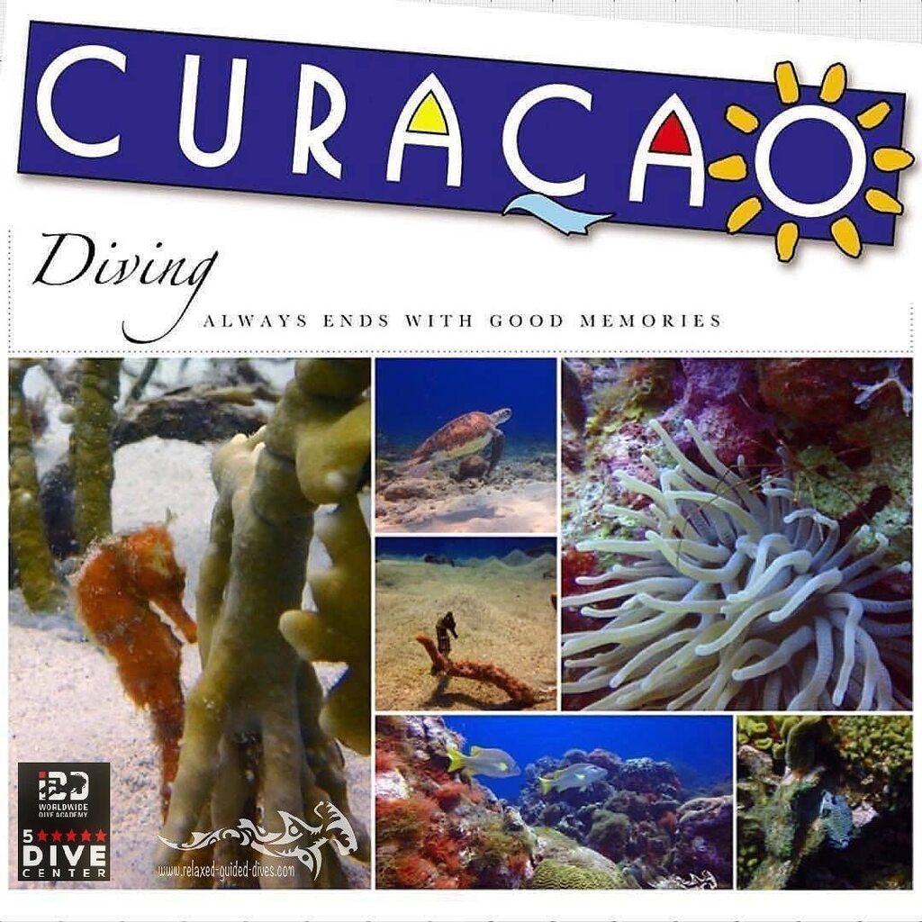 Your greatest diving memories at Curacao, diving with us at special places…😎🇨🇼🏝#scuba #scubadiving #relaxedguideddives #travel #explore #discover #curacao #fun #duiken #tauchen #diving #tripadvisor #cressi #oceanreef  #destination #openwaterdiver #du… instagr.am/p/CsBOepruxHF/