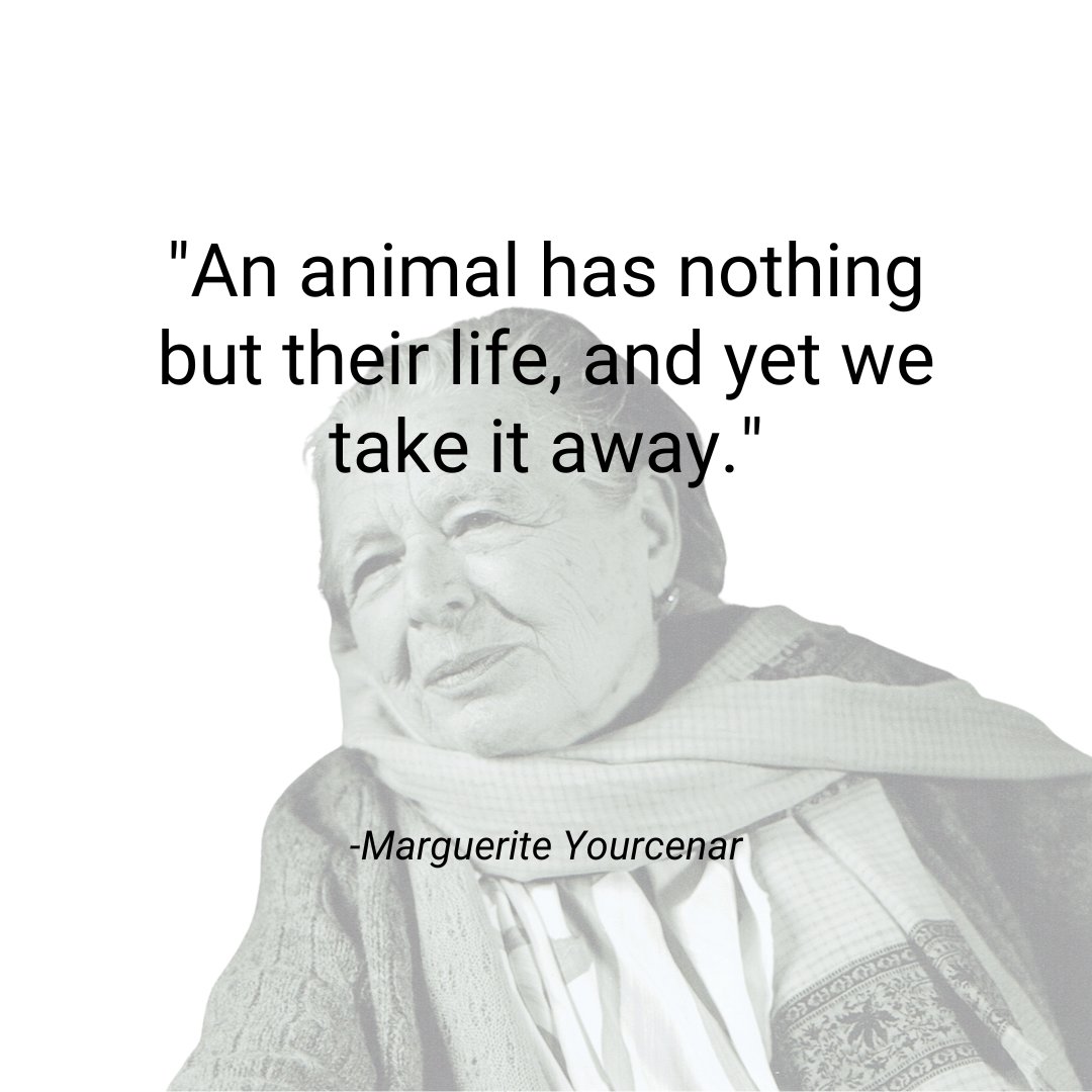 teamveganfta's tweet photo. Marguerite Yourcenar was a great novelist, essayist, poet, playwright and translator, and also very skilled in the culinary arts 🙌
⁠
👉 If You Wish To Do More, Help and Take Action:  https://t.co/KLdJeTluTB

#animalrights #animalequality #animaladvocate #govegan #veganquotes https://t.co/K4fHxsyoLN