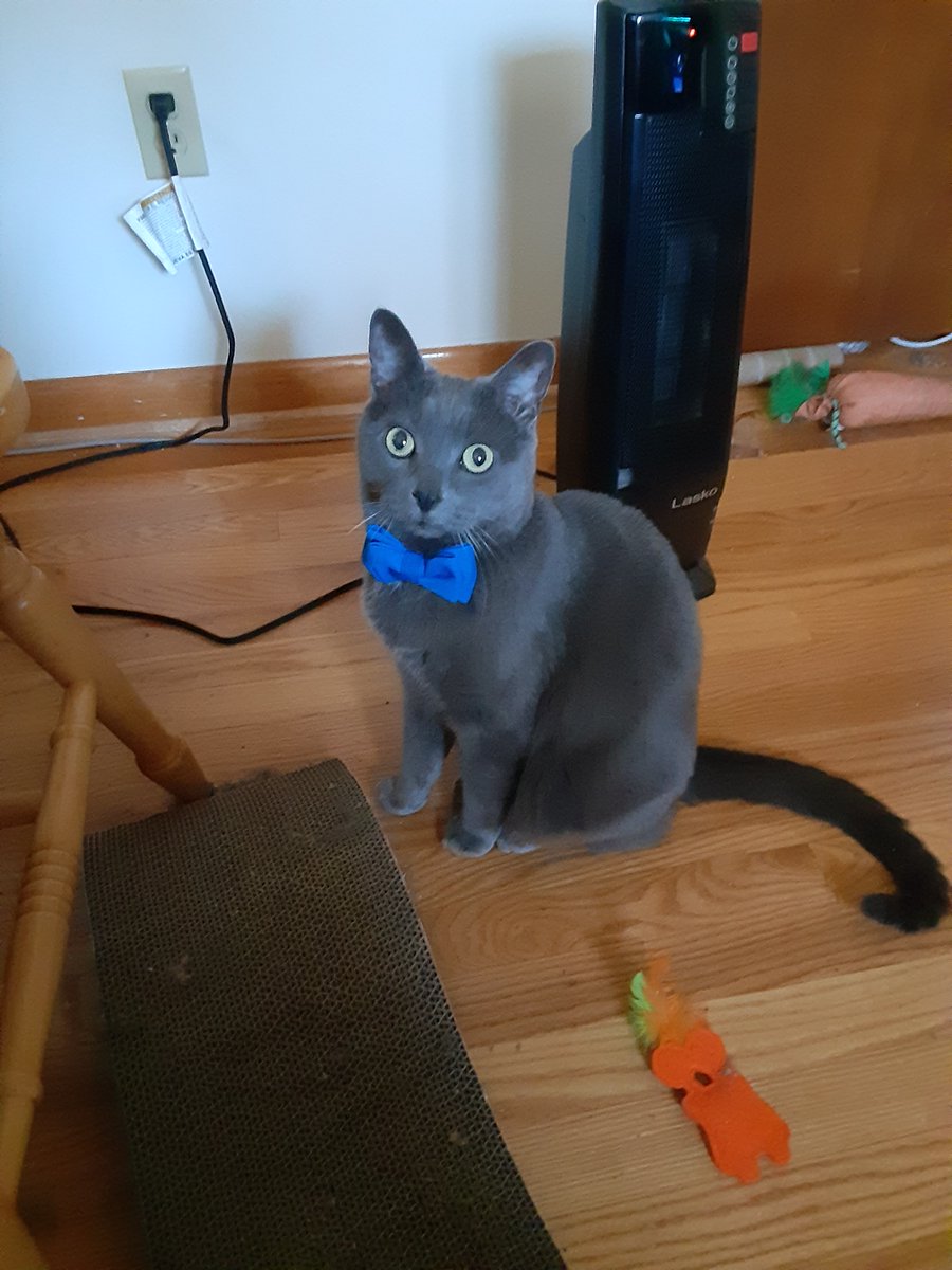 JayOfEarth's tweet photo. @Samuelthystan @docm77 Can confirm, British Shorthair. Here's my Russian Blue for comparison. https://t.co/Vl6wzrsWay