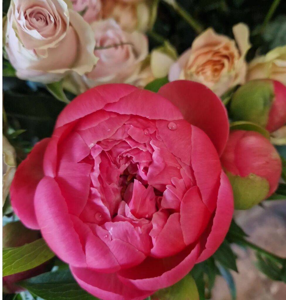 LisaDrinkwaterFlowers tweet media