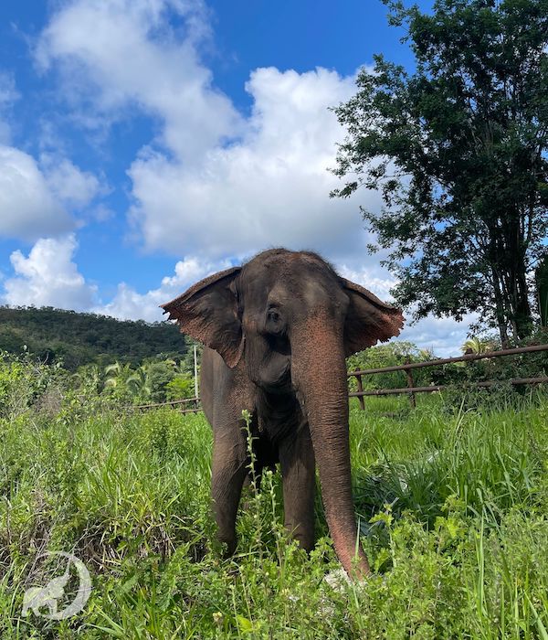 🐺 JOEY 🐺 on Twitter "I really really love elephants, they've always