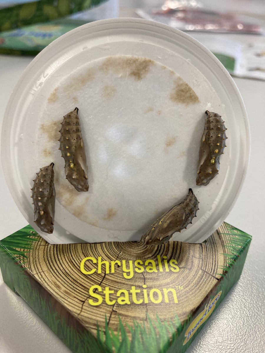 TheHiveDHS's tweet photo. We have moved our four chrysalis into their new home! Pupils and staff are watching with excitement for the next stage 🦋 https://t.co/8PdCsg4NUH