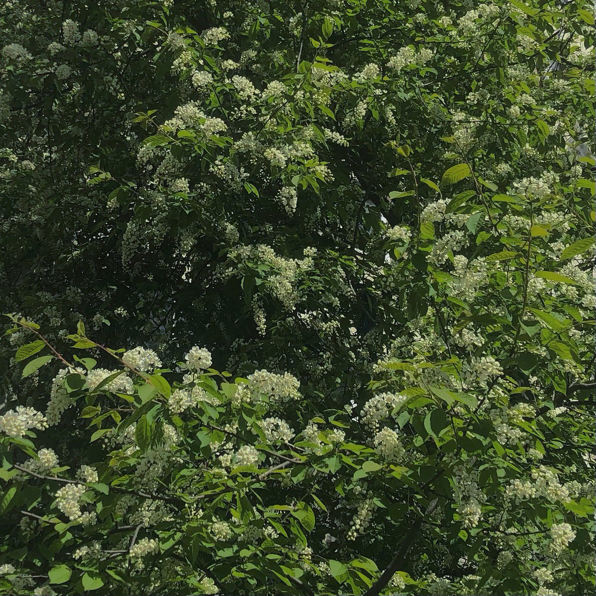 субин похож на черемуху умоляю ❔❔❔❔❔