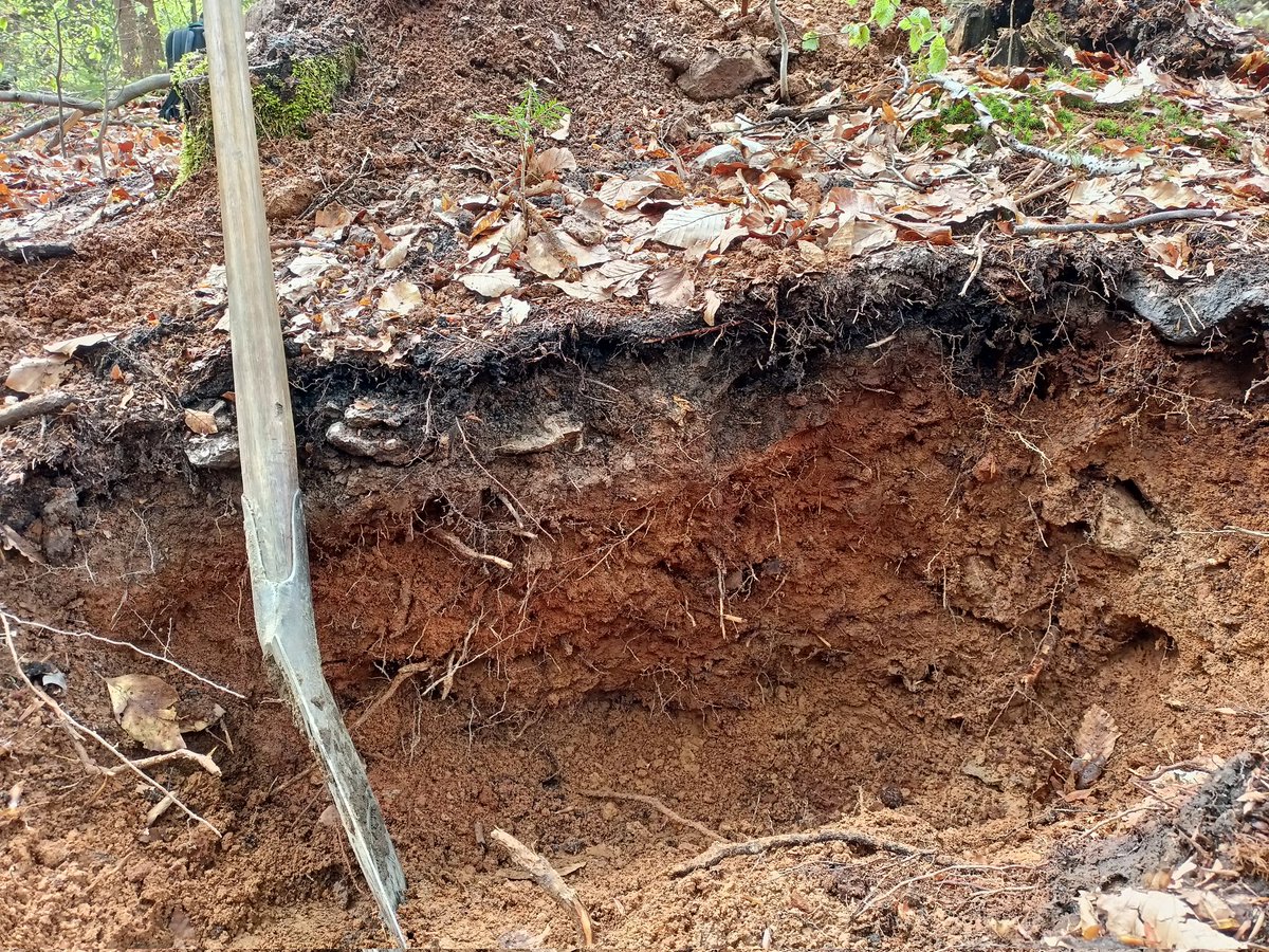 Great soils of #franconia, we tested #soil classifications 🖤 and debated #landscape #evolution 🏔️/⛰️/🌲🌲 in the mid-latitudes, from shallow #gleysols to #cambisols and #histosols