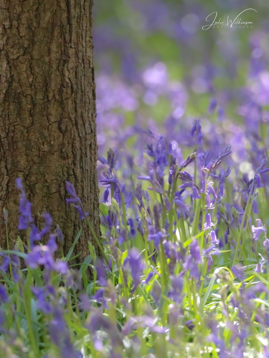 Bluebells, Midgeley Woods, Baildon...

#Bluebells #bluebellwoods #bluebellseason #flowerphotography #macrophotography #NaturePhotography #TwitterNatureCommunity #TwitterNaturePhotography