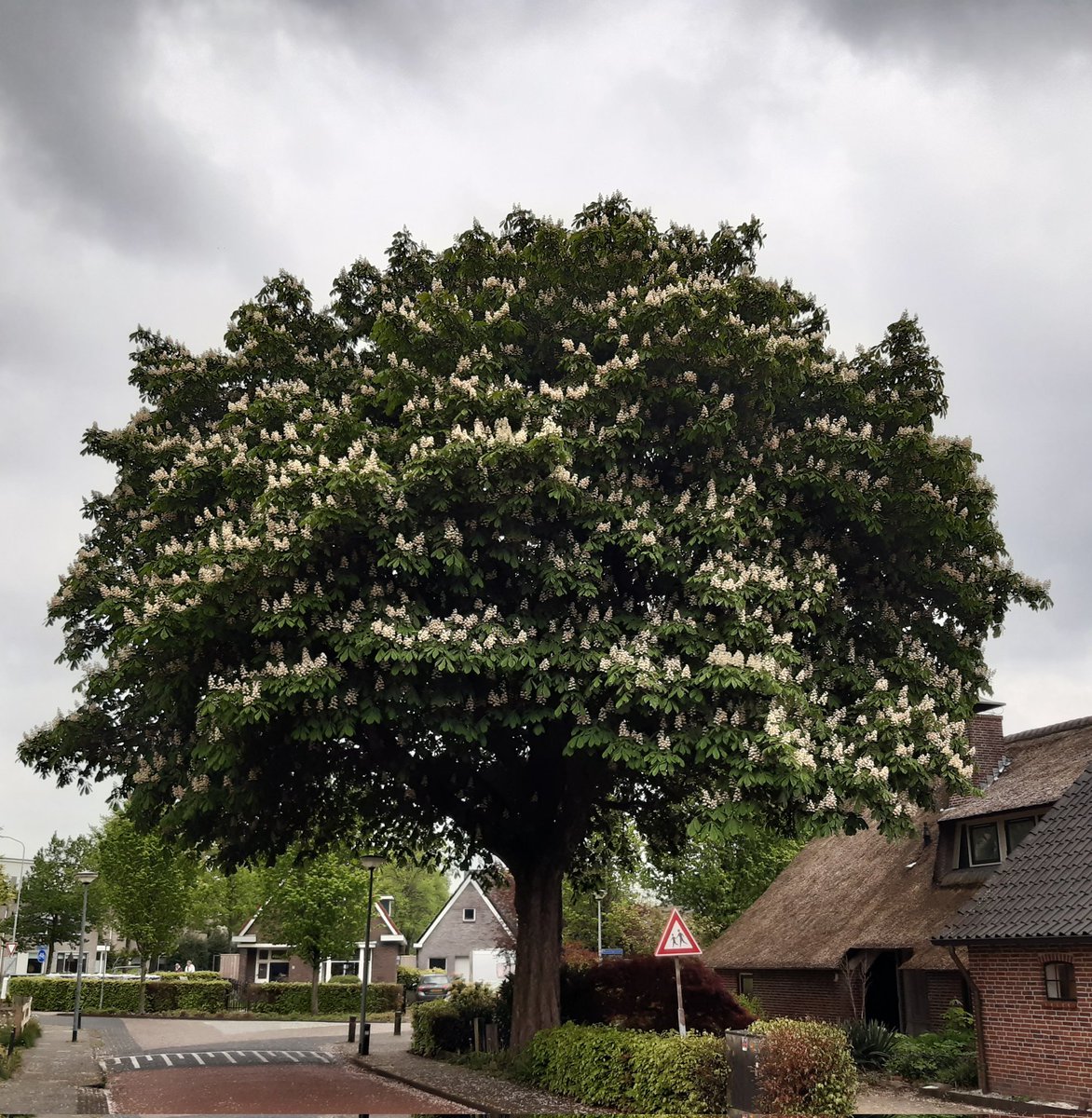 DPostbode's tweet photo. Wow. #paardekastanje #Reigerlaan #Beilen #bloesem https://t.co/oI2vJPzw1D