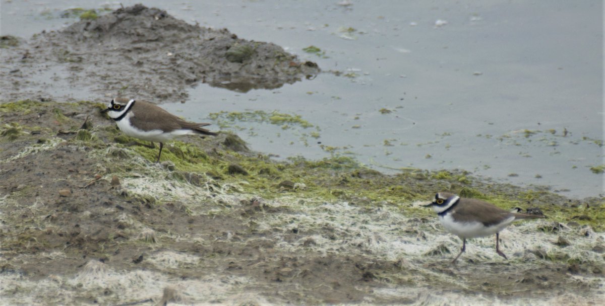 DavidBa41770426's tweet photo. Great little treasure found this weekend, well worth a visit.
Condor Pool near Glasson Dock
@Fyldebirdclub
@RSPBLancaster
#ConderPool
#birdwatching
#LittleRingedPlover
@Natures_Voice
@LDBWSnews
#wildlifephotography
#lancashire
#birding
@Lancswildlife https://t.co/Lngwe5LXXG