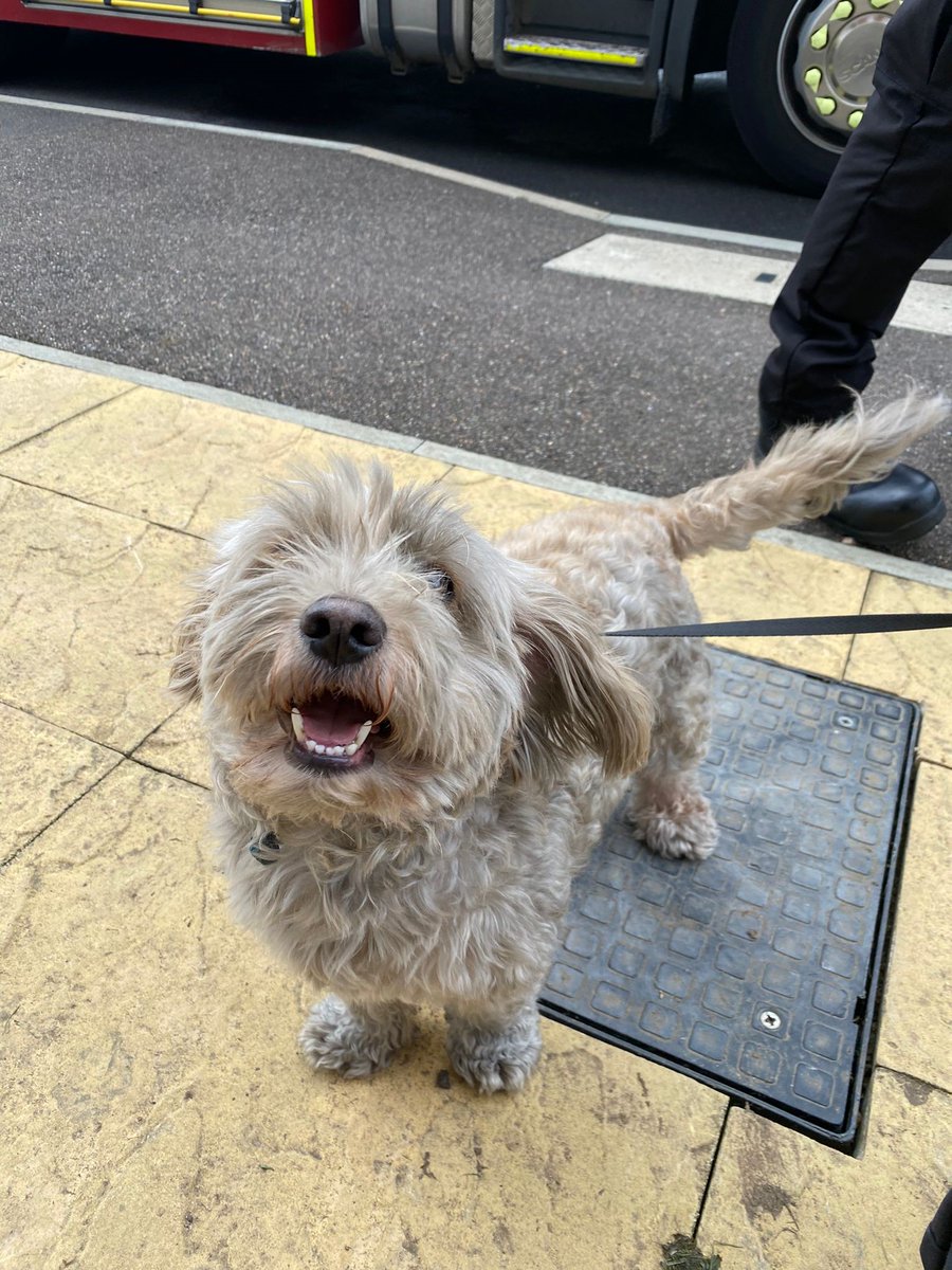 WestSussexFire's tweet photo. Meet Charlie - the gorgeous pooch who was safely rescued during last week's fire in #BurgessHill. 🐶

It's great to see that Charlie is still paw-sitive and smiling after his ruff day! 😁🐾 https://t.co/quOfDdImSb