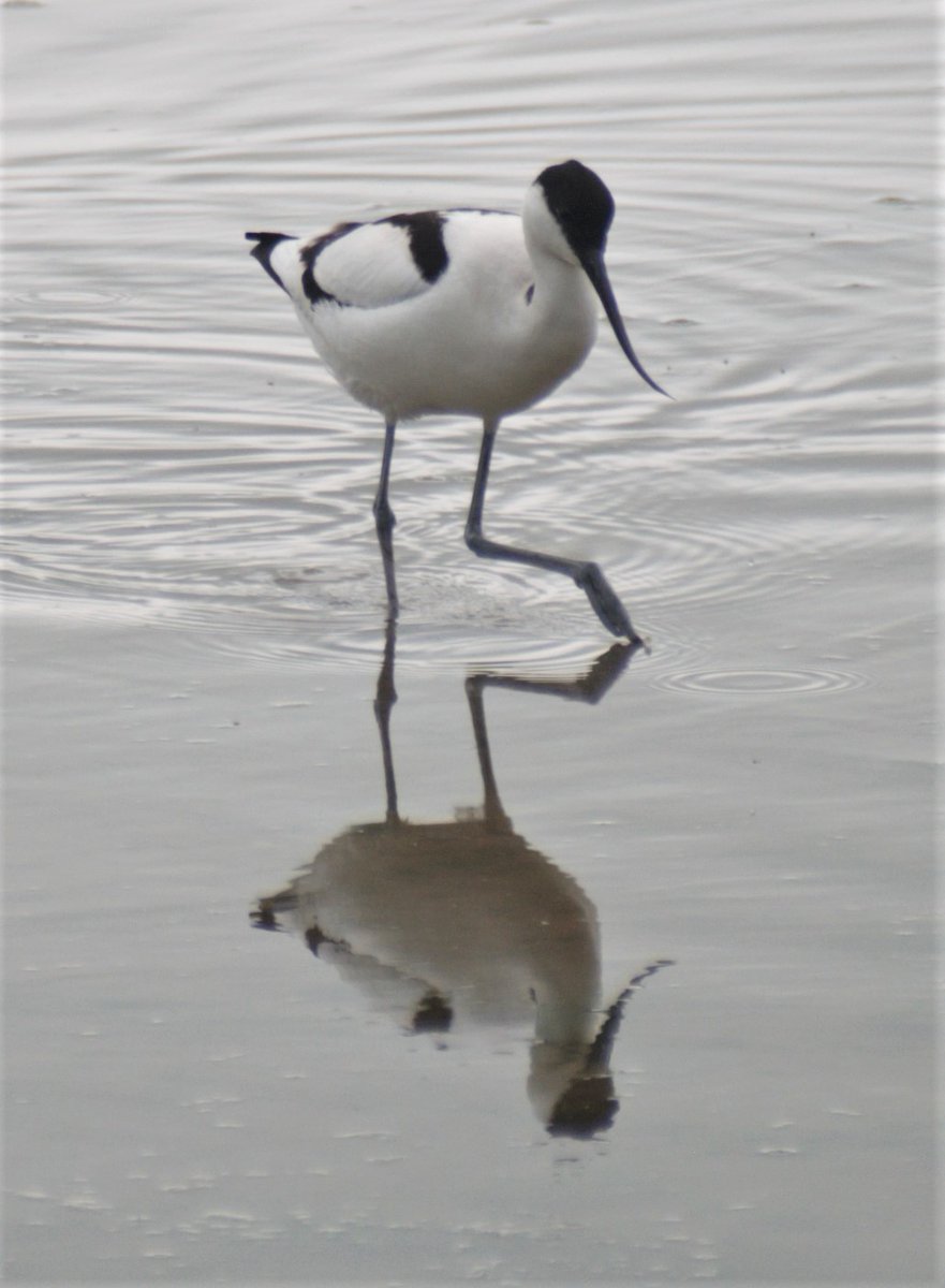 DavidBa41770426's tweet photo. Great little treasure found this weekend, well worth a visit.
Condor Pool near Glasson Dock
@Fyldebirdclub
@RSPBLancaster
#ConderPool
#birdwatching
#Avocets
@Natures_Voice
@LDBWSnews
#wildlifephotography
#lancashire
#birding
@Lancswildlife https://t.co/pVsbnFEkmh