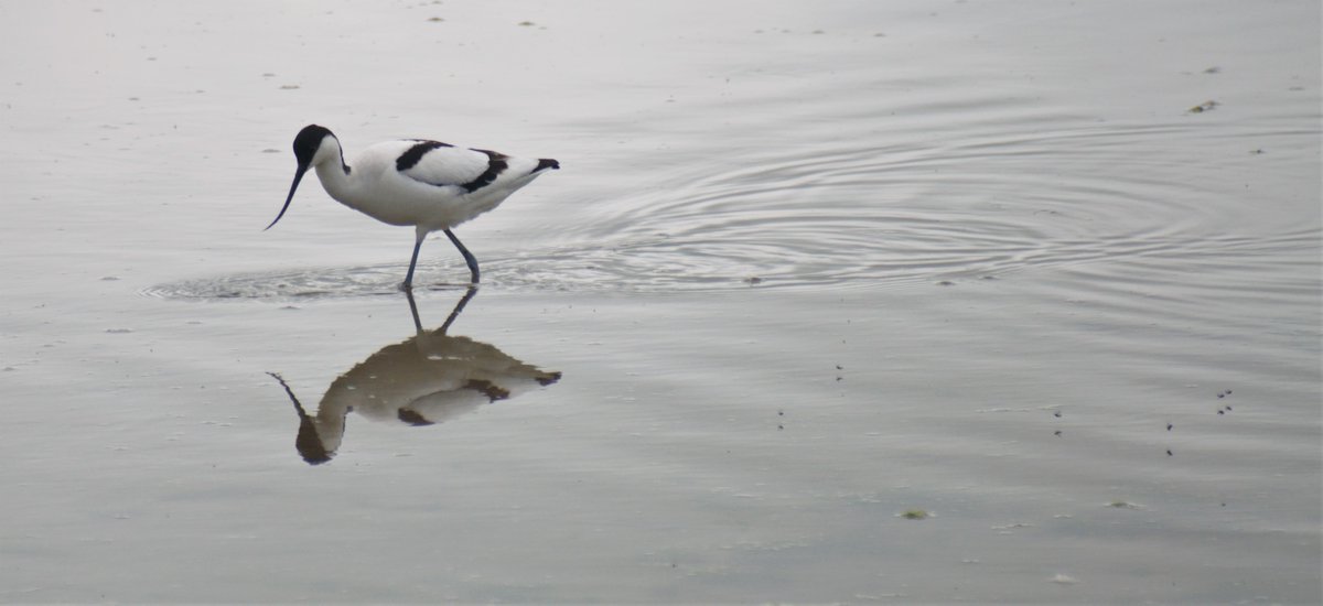 DavidBa41770426's tweet photo. Great little treasure found this weekend, well worth a visit.
Condor Pool near Glasson Dock
@Fyldebirdclub
@RSPBLancaster
#ConderPool
#birdwatching
#Avocets
@Natures_Voice
@LDBWSnews
#wildlifephotography
#lancashire
#birding
@Lancswildlife https://t.co/pVsbnFEkmh