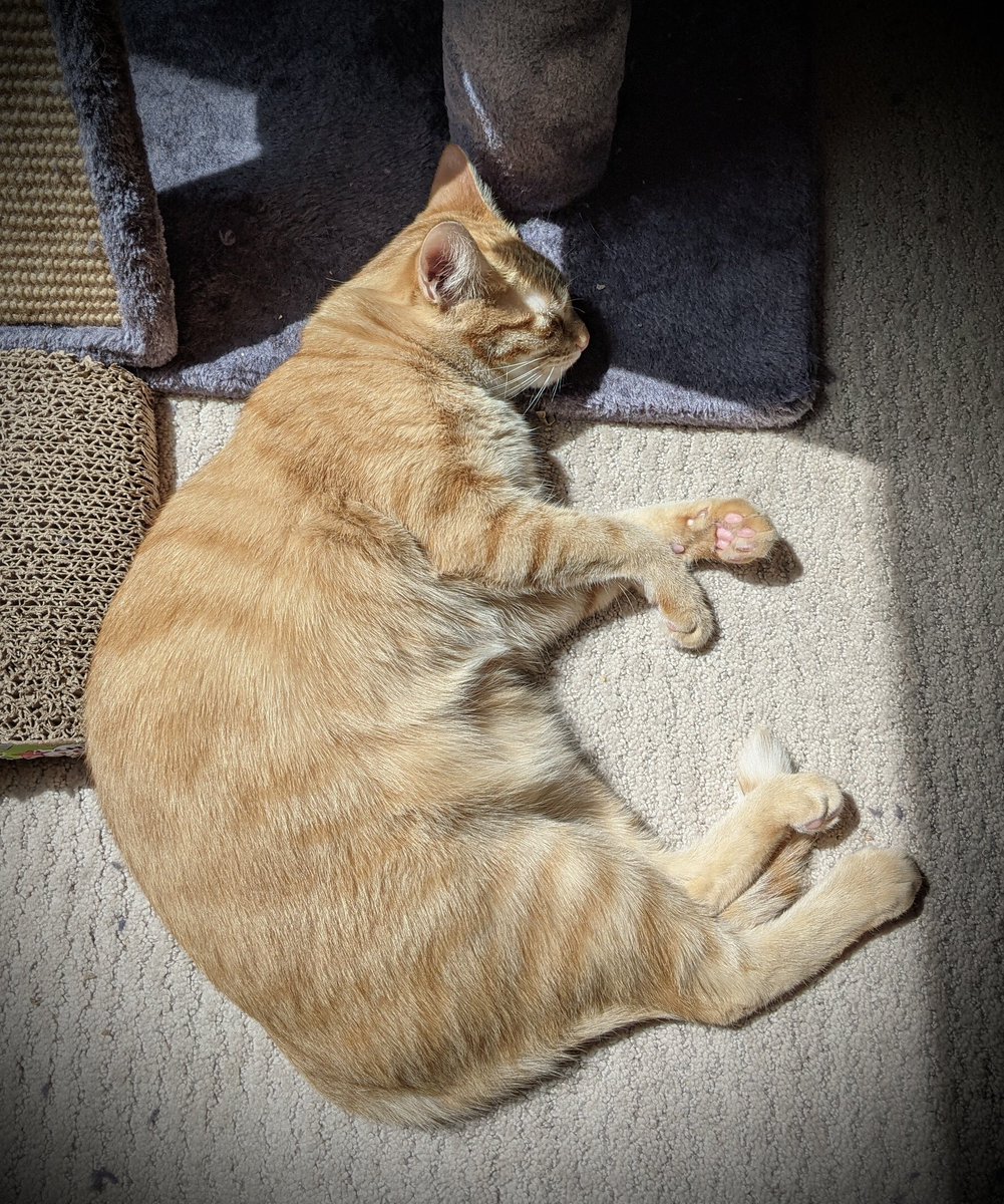 justkittenby's tweet photo. Toozday Snoozday #tuesdayvibe #tuesdaymotivations #Toozday #CatsOfTwitter #Caturday #cats https://t.co/8EKjexuD7K