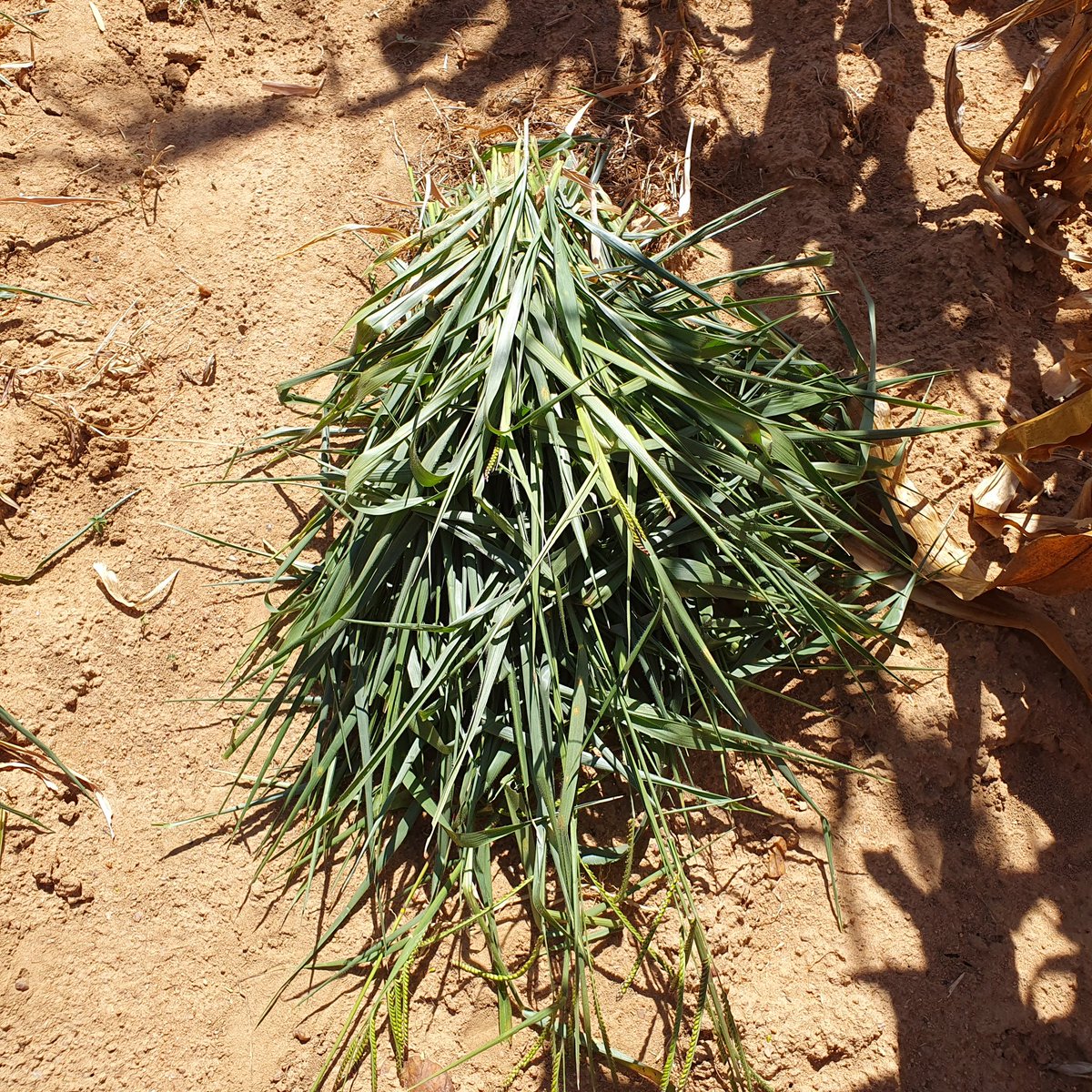 #HappeningNow in Murehwa. Harvesting #Agroecologyintiative demo trials and weighing the fresh weights
#Zimbabwe 
<a href="/CIMMYT/">CIMMYT</a> 
<a href="/CGIAR/">CGIAR</a>