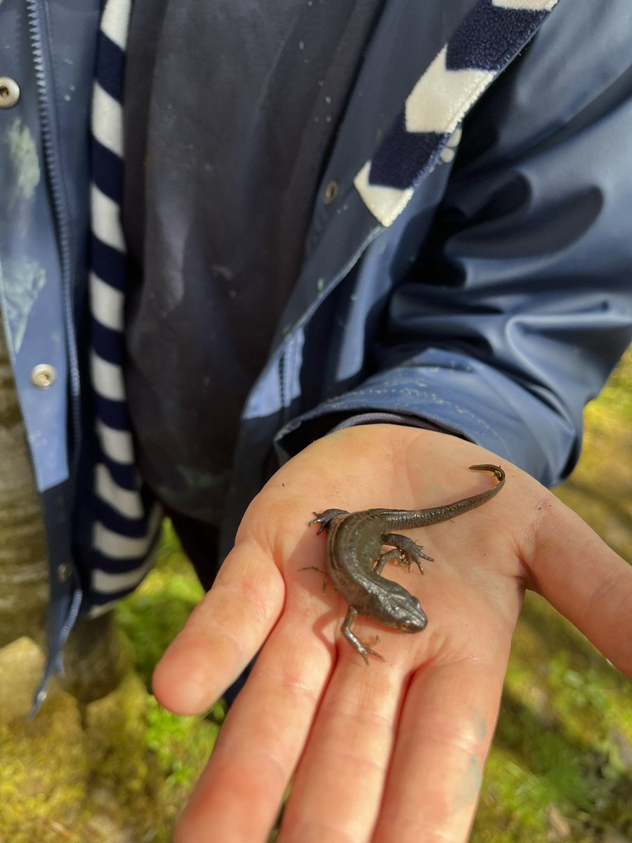 carmondean_ps's tweet photo. Primary 3 had a super time participating in outdoor learning activities with West Lothian College students. We were bug hunting, painting, planting and drawing 🐌🪲🪱 @WestLoCollege @MissRaffertyCPS https://t.co/8r4GWgo1Go