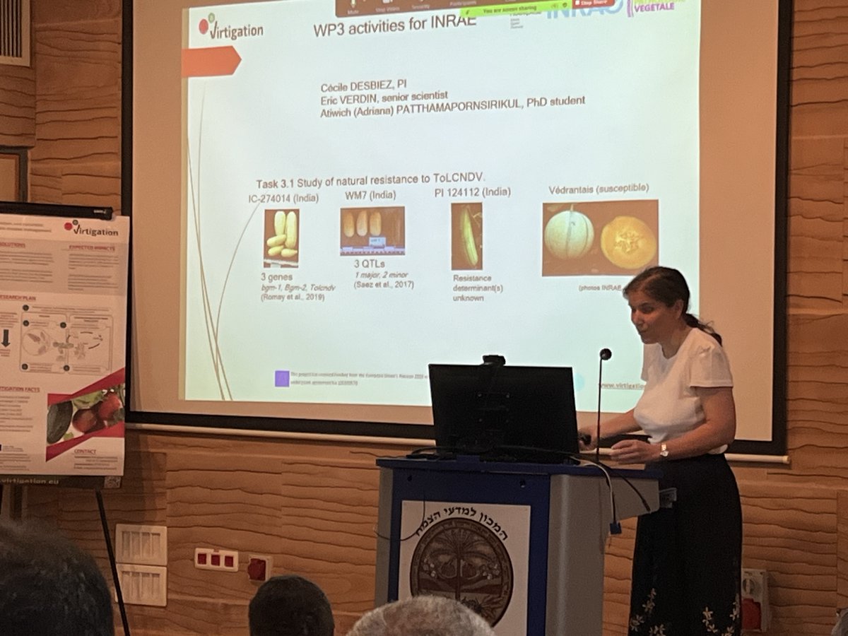 virtigation's tweet photo. In our research plan focus on #PlantVirusVector Interactions, #VIRTIGATION scientists provided the latest updates in moving towards identifying #ToBRFV #ToLCNDV and #TYLCV resistant #plant varieties 
#H2020 #EUfunded #PlantHealth #FoodSecurity https://t.co/BeoCpg1tO1