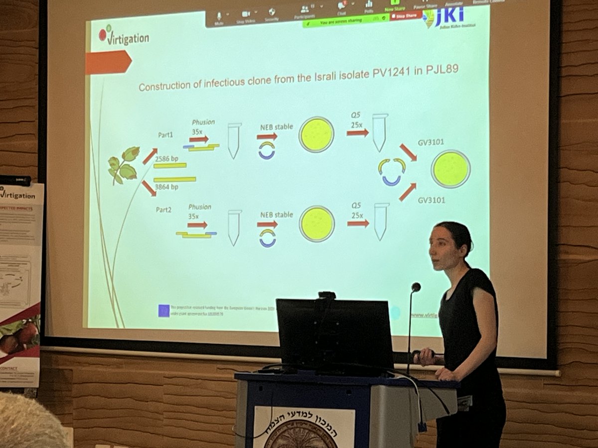 virtigation's tweet photo. In our research plan focus on #PlantVirusVector Interactions, #VIRTIGATION scientists provided the latest updates in moving towards identifying #ToBRFV #ToLCNDV and #TYLCV resistant #plant varieties 
#H2020 #EUfunded #PlantHealth #FoodSecurity https://t.co/BeoCpg1tO1