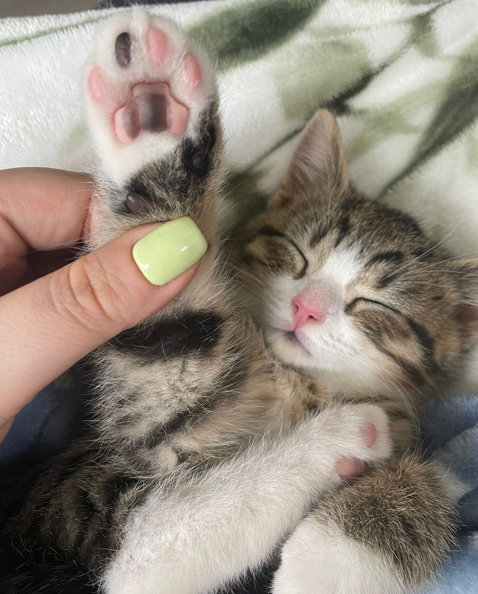 Our barketing team has taken an unexpected turn... 😼😼😼

Meet Marty, our latest addition who already thinks he's top dog. 😇

#cat #kitten #ipswich #suffolk