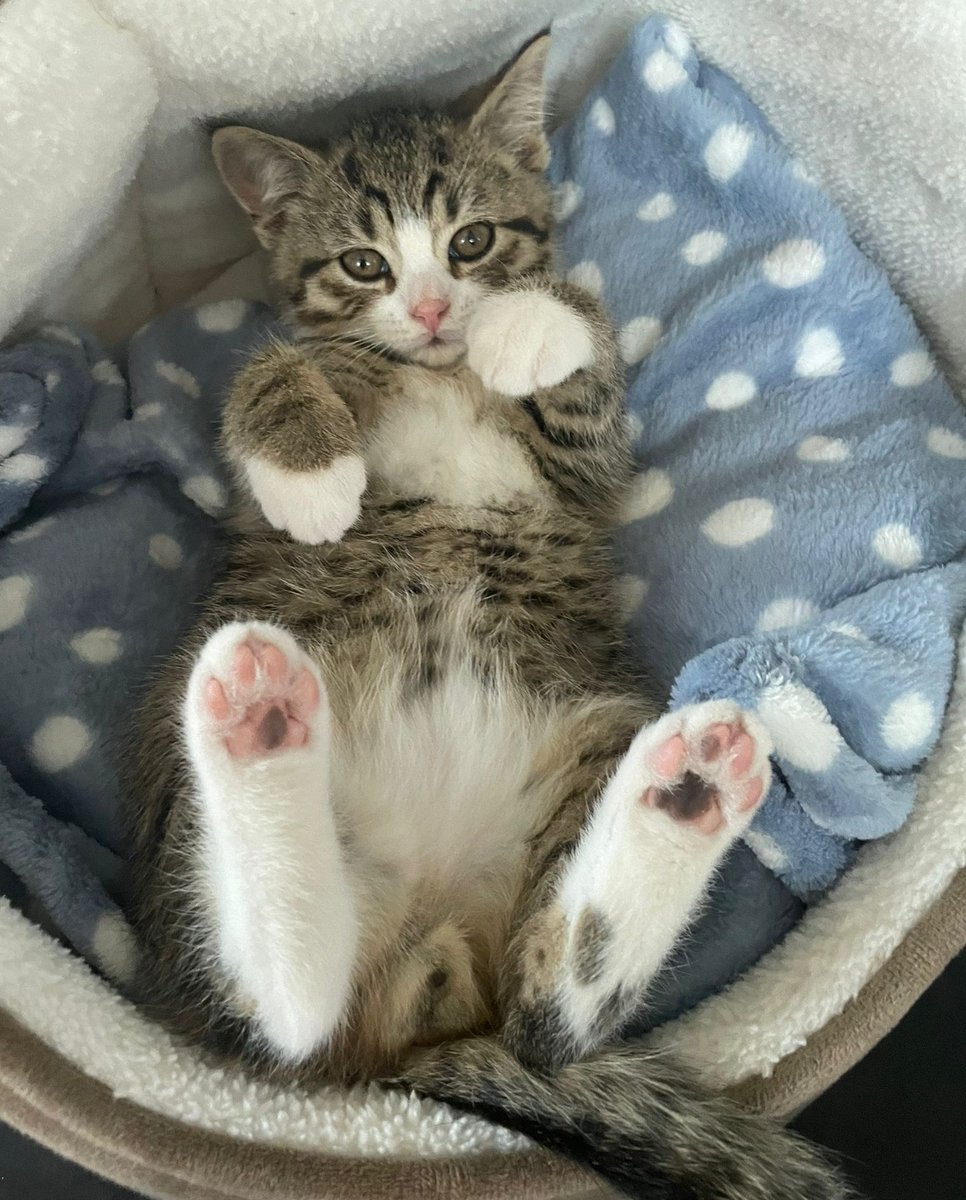 magicwordmedia's tweet photo. Our barketing team has taken an unexpected turn... 😼😼😼

Meet Marty, our latest addition who already thinks he's top dog. 😇

#cat #kitten #ipswich #suffolk https://t.co/GxkAoPpw3J