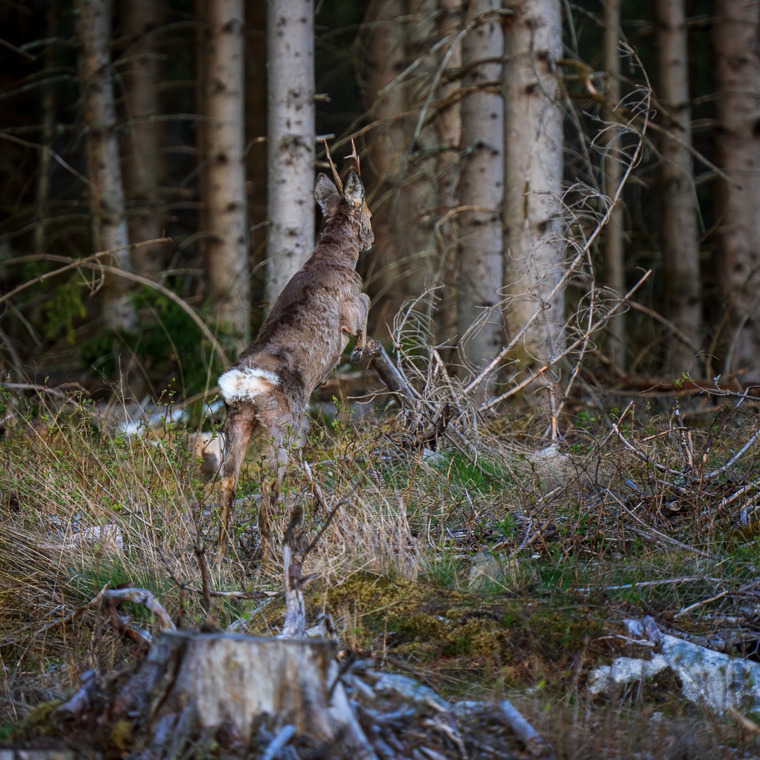 OSBY 20230507⁠
⁠
#Osby #Sweden #wildlife #nature #forest #game #hunting #wild #mammal #natural #sonyalpha #sonyalphagallery #fauna #outdoors #animal #outdoor #environment #wilderness #roedeer #capreoluscapreolus #naturephotography #natgeo⁠