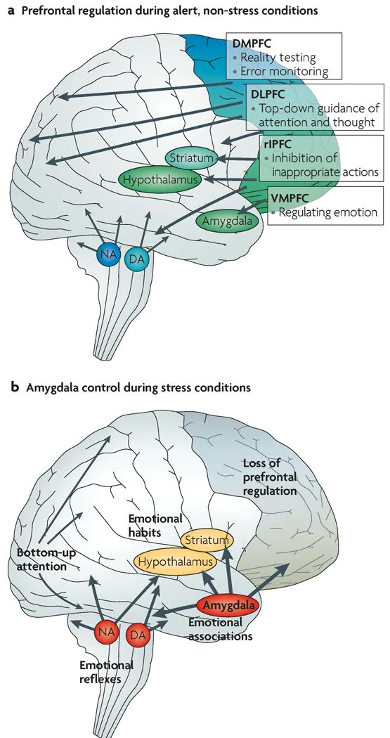 Effect of Stress in the prefrontal cortex and the amygdala.

Source: <a href="/Nature/">nature</a> 

#neuroscience