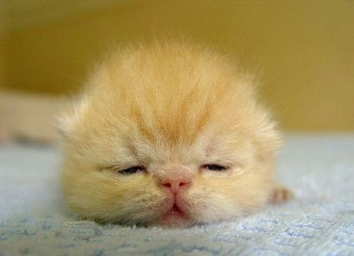 humsoapy tweet picture