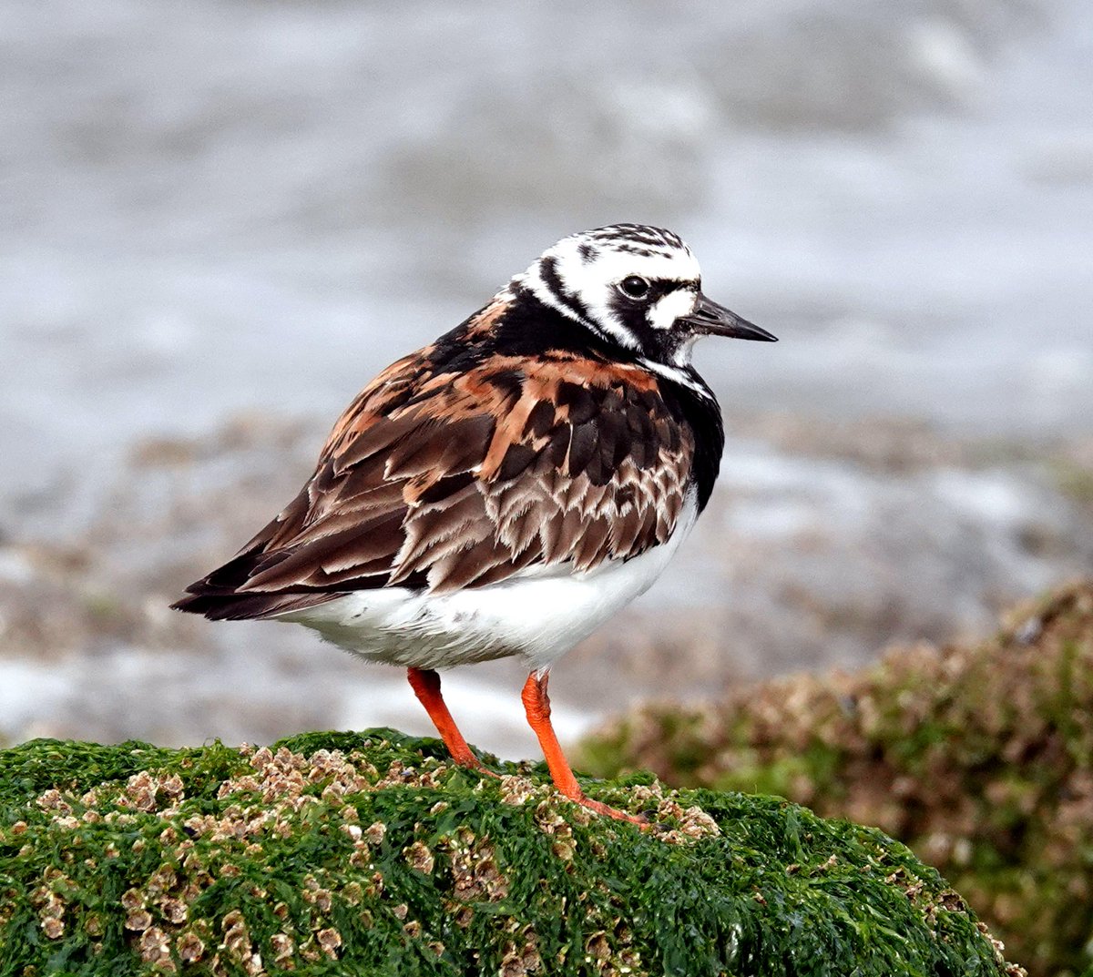 Neil Donaghy tweet media