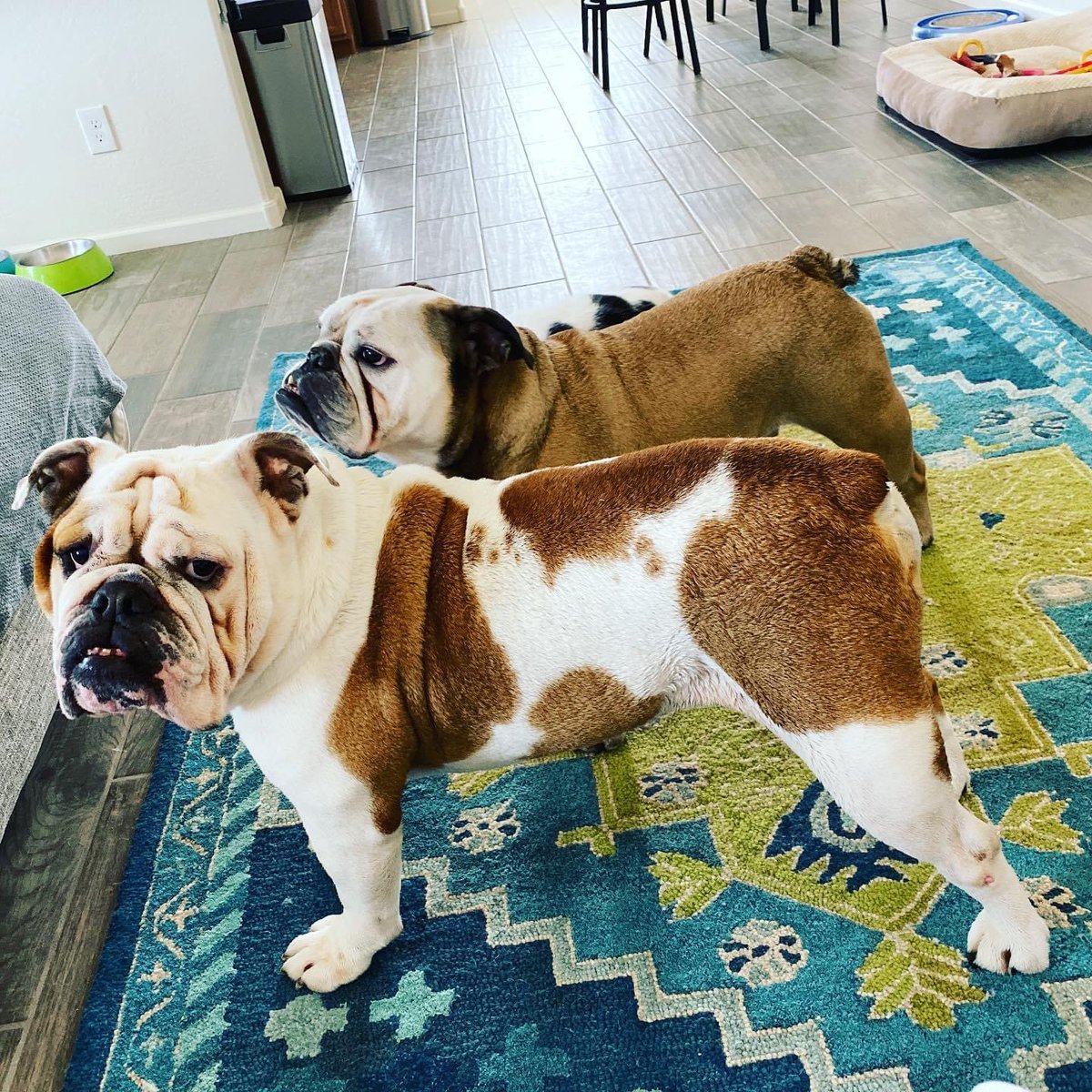 IllyNOTLilly's tweet photo. If you don't know how dedicated our mom is to our hygiene, we will enlighten you. She sat down in her stand-up shower and washed us by hand.
We no longer stink like ass!
#momslave #dogmom #englishbulldog #stinkass https://t.co/eQBw1UE1oR