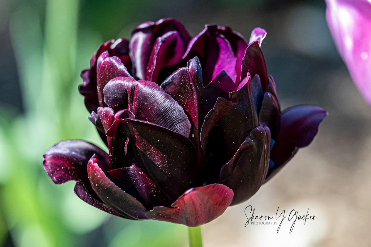 sygdesigns's tweet photo. Happy Tuesday
#flower #flowerphotography #flowers #botany #botanyphotography #tulips #tulip #nature #naturephotography #naturelovers #picoftheday #Nikon #nikonphotography #nikoncreators #beautyinnature #flowerlovers #ThePhotoHour #springtime #TwitterNatureCommunity #Twitterflower https://t.co/Z14LlNoLrl