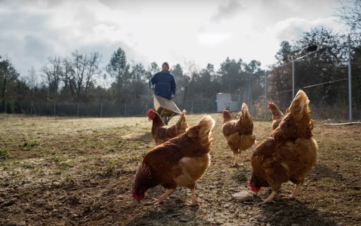repoblem's tweet photo. *Tornem les gallines a Montblanquet! Repoblem la Vall del Corb!*

A Marilluna Aixopluc Rural per una partida de *pinso contaminat es van  morir les 950 gallines que teníen. Tiren endavant aquest micromecenatge, per acabar el seu projecte projecte.

https://t.co/k6ObaRH6D2 https://t.co/bEaPLZTpZT