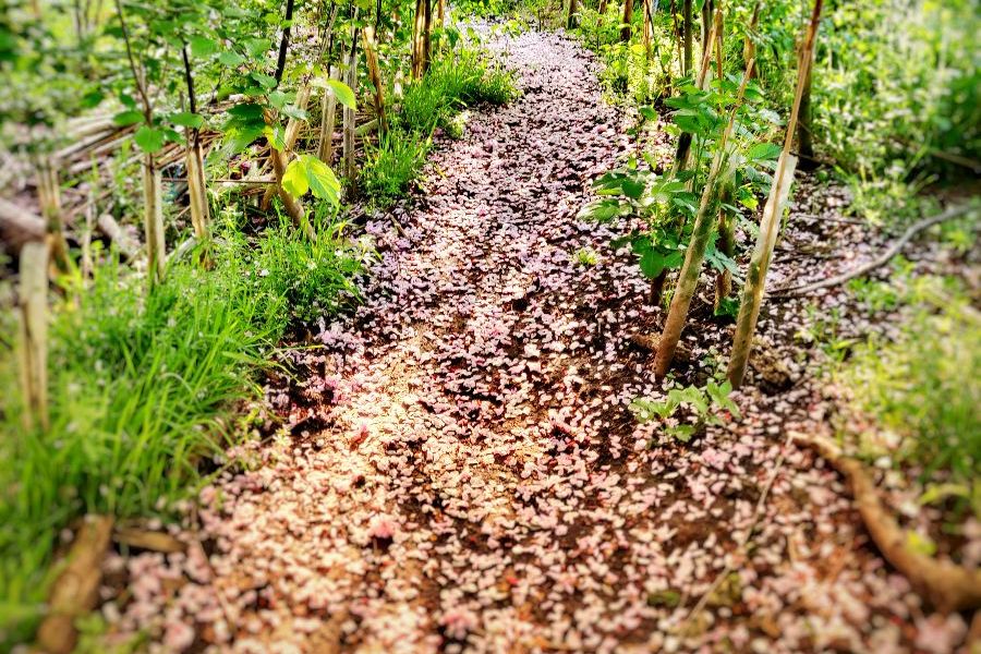 _ForestSchool's tweet photo. Read our latest Forest School Newsletter
🐝🌞May in your Forest School - https://t.co/1mKB0yaBi0 https://t.co/UucM3TZbBd
